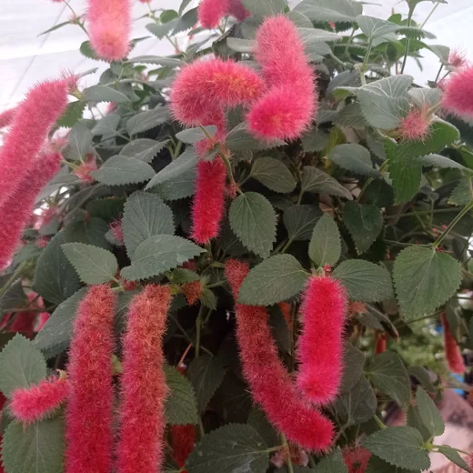 Декоративна рослина Acalipha Foxy