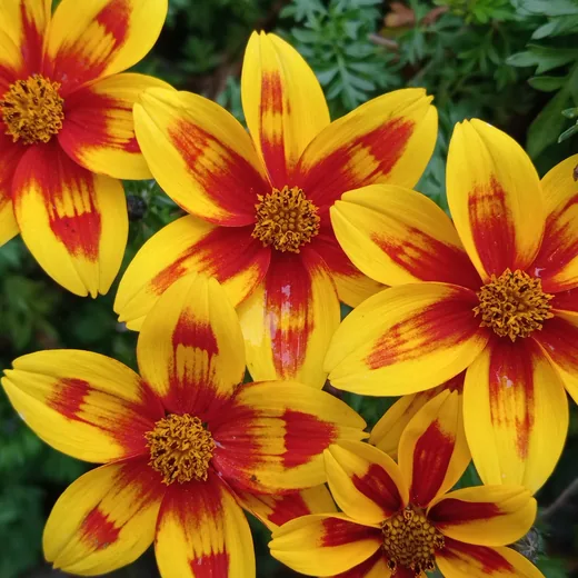 Жовті квіти Bidens Popidol
