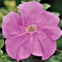 433390-limbo-gp-sweet-pink2