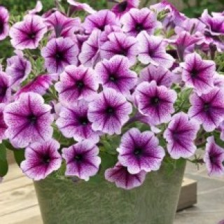 petuniya-opera-supreme-f1-purple-vein