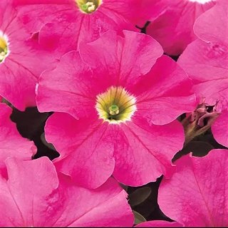 pink2
